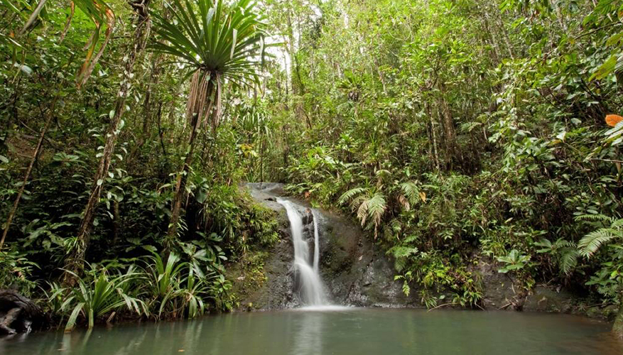 best-pacific-islands-to-visit-colo-i-suva-forest-park-fiji